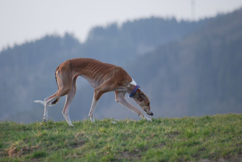 Windhund auf einer Fährte