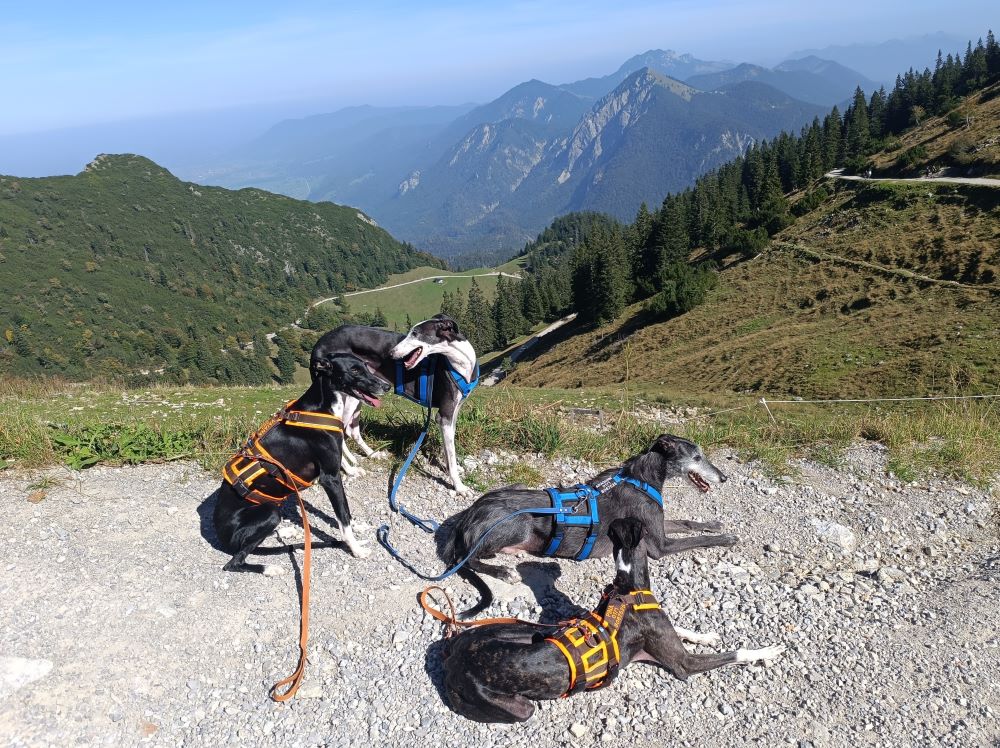 urlaub mit mehreren hunden wanderung herzogstand