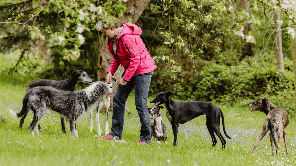 Mehrhundehaltung leicht gemacht