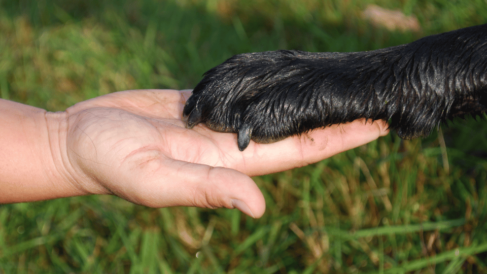 Hund zu Silvester (Beitragsbild)