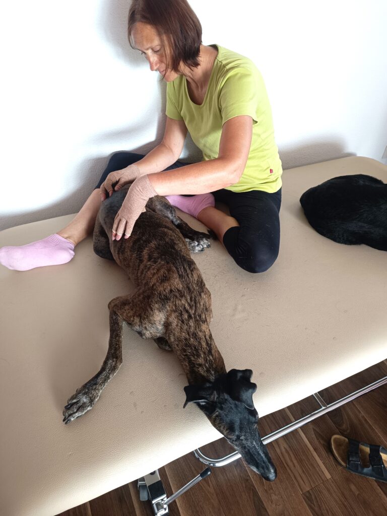 Physiotherapie Galgo