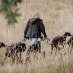 Gassi gehen mit Hund