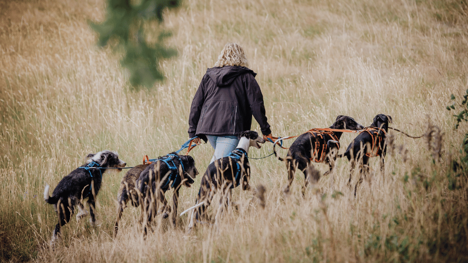 Gassi gehen mit Hund