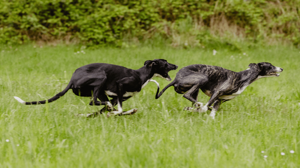 2 Windhunde auf einer Hundefreilaufwiese