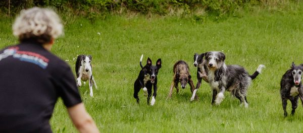 Mit Hunden leben, Abruf