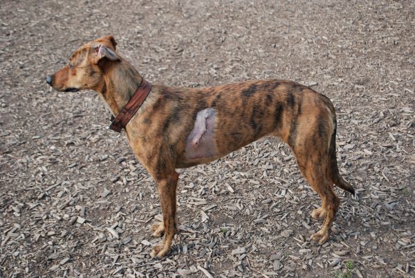 Bissverletzung Hund