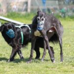 Beißerei zwischen Hunden, Bissprävention, Maulkorb