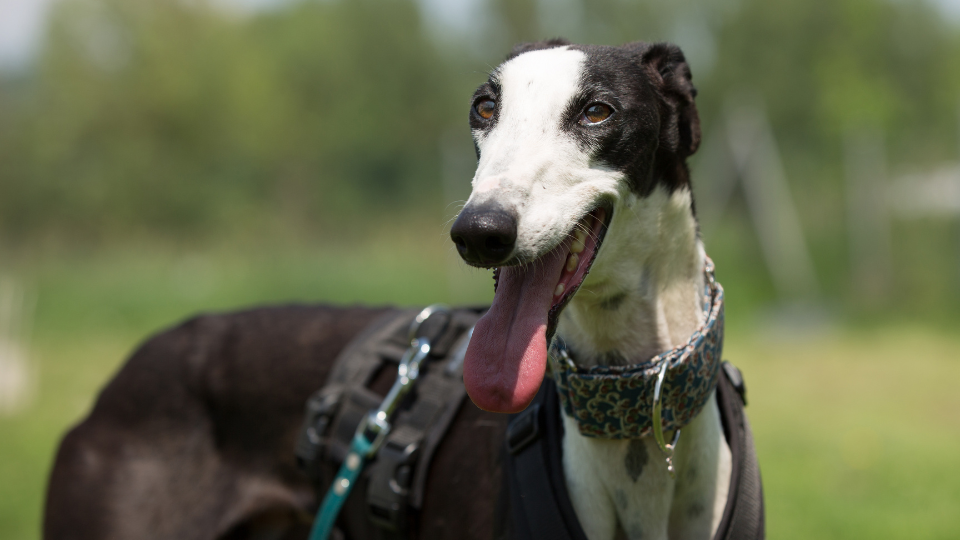 Unruhige Hunde, Galgo espanol, Windhund