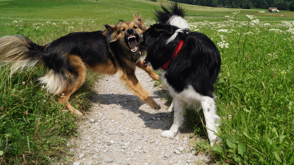 Hündinnen beißen sich plötzlich