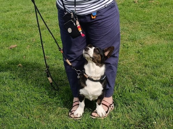 Positives Hundetraining mit viel Spaß für beide Seiten