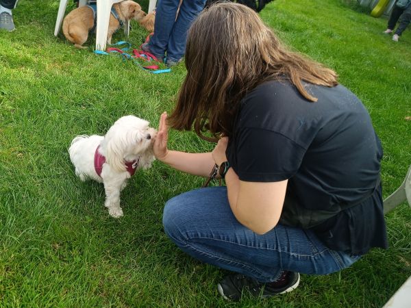 Positives Hundetraining mit viel Spaß für beide Seiten
