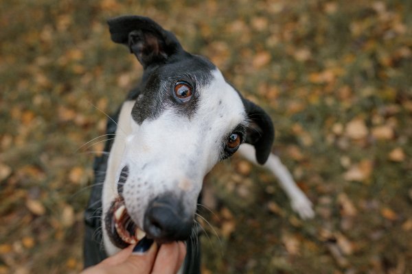 Barfen mit Hunden geht auch bei Leckerlis