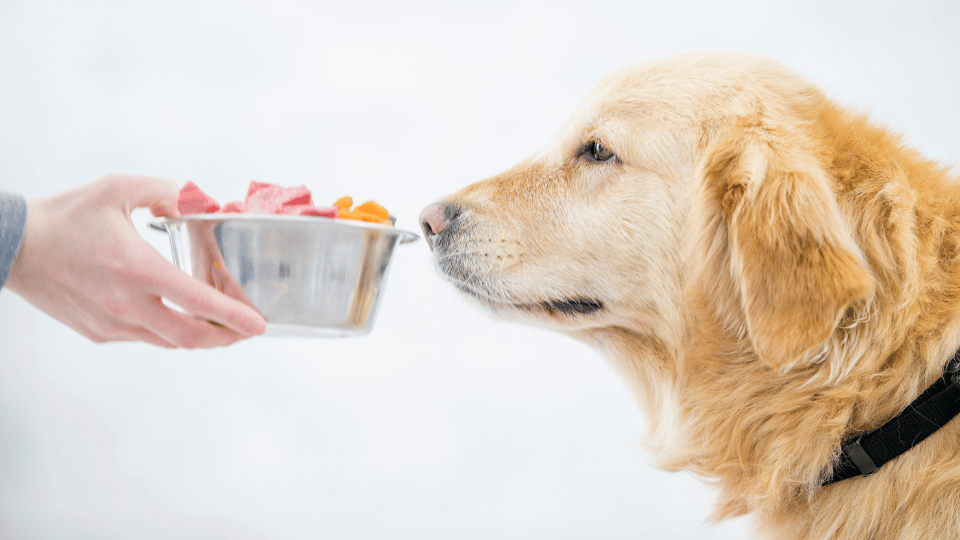 Barf für den Hund