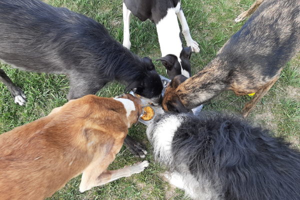 Hunde barfen in der Gruppe