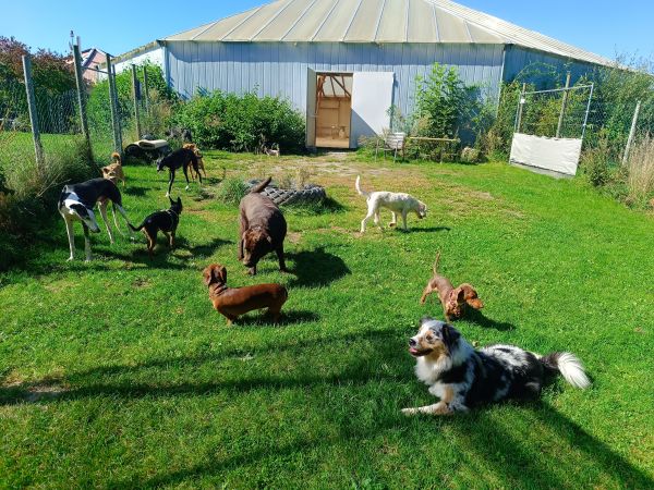 Kindergarten für Hunde, Hundekindergarten, Hundepension Neuenmarkt