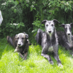 Lieblingshunde, Windhunde, Galgo