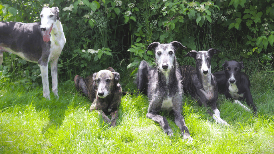 Lieblingshunde, Windhunde, Galgo