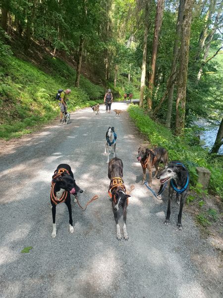 Erste Hilfe beim Hund, Wanderung Höllental