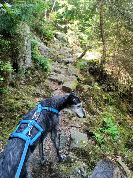 Erste Hilfe beim Hund, Wanderung Höllental