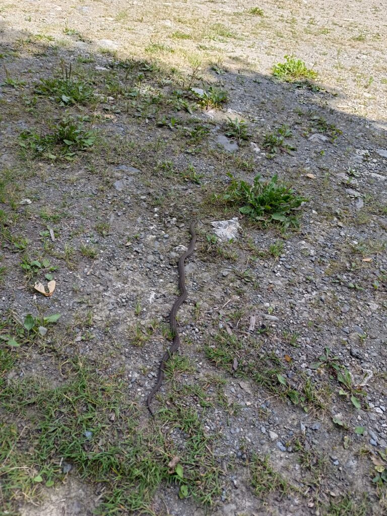 Schlingnatter, Wanderung Höllental
