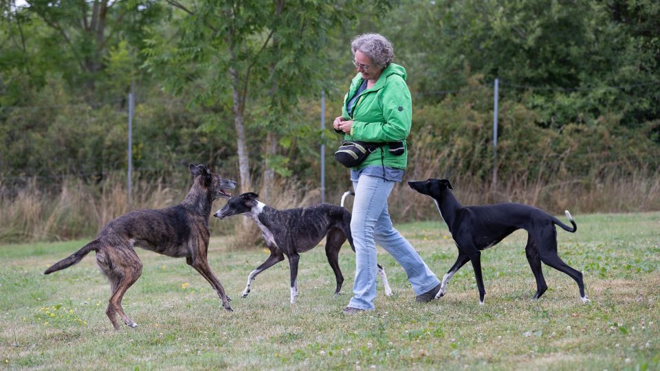 Hunde auslasten, aber richtig