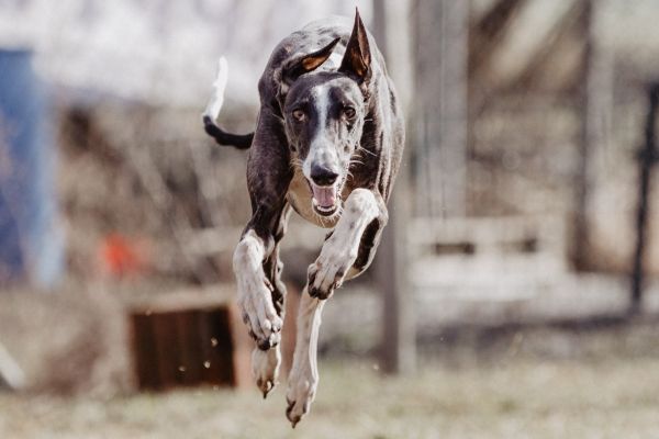 Hunde auslasten, Galgo, Windhund