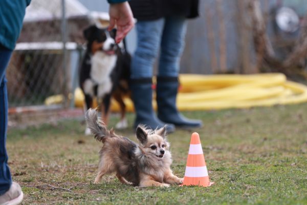 Hunde auslasten, aber richtig