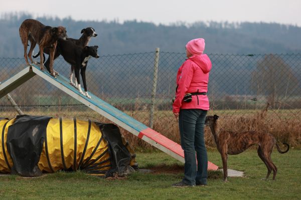 Hunde auslasten, Galgo, Windhund