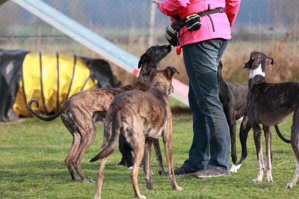 Hunde auslasten, Galgo, Windhund
