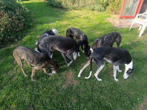 Hunde auslasten, Galgo, Windhund, Leckerlispiel, Schnüffeln