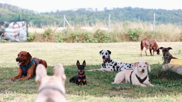 Hunde auslasten, Ruhe halten