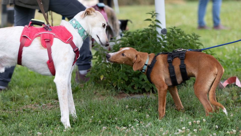 Sozialisierung Hund, Hundebegegnung