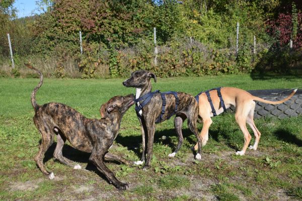 Sozialisierung Hund, Hundebegegnung, Welpen, Spiel