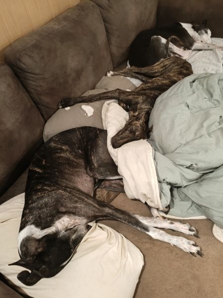 Sozialisierung Hund, Welpe, Galgos, Ruhe